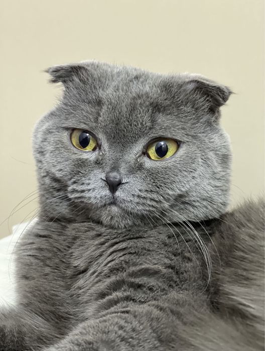 вязка кота,