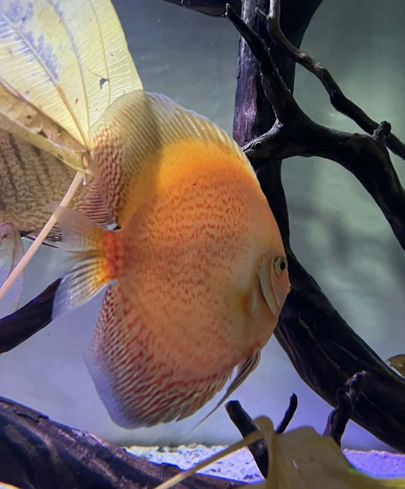 Дискуси и Channa