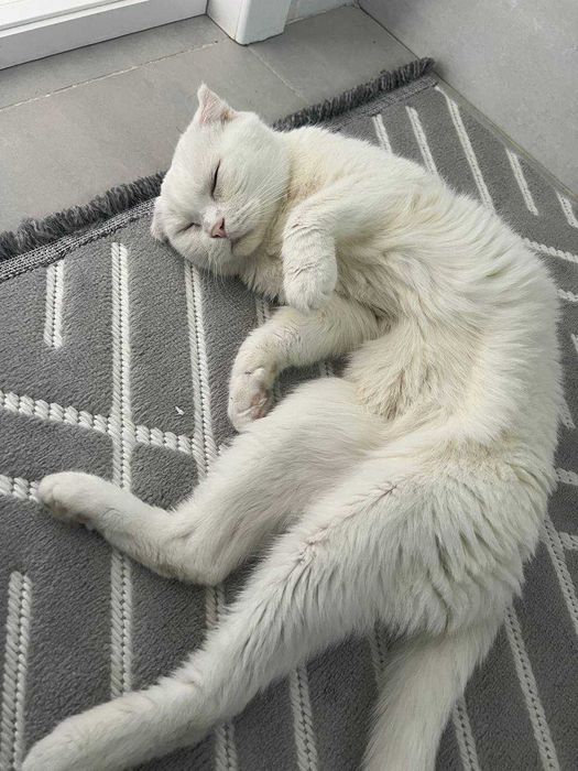 Отдам кота в добрые руки