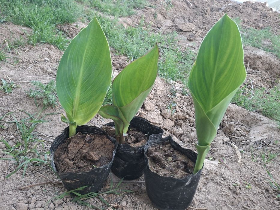 Цветы --   Канны