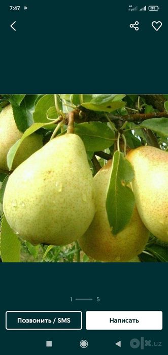 pingledi roziglof em 106  pulini bulip tulasa ham buladi 12 ta viloy