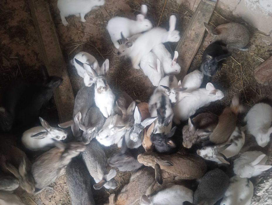 Quyon bolalari bor sotiladi ona quyonlarga bartir ham qilinadi