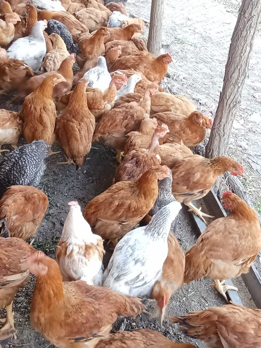 Vand puicuțe și cocosi