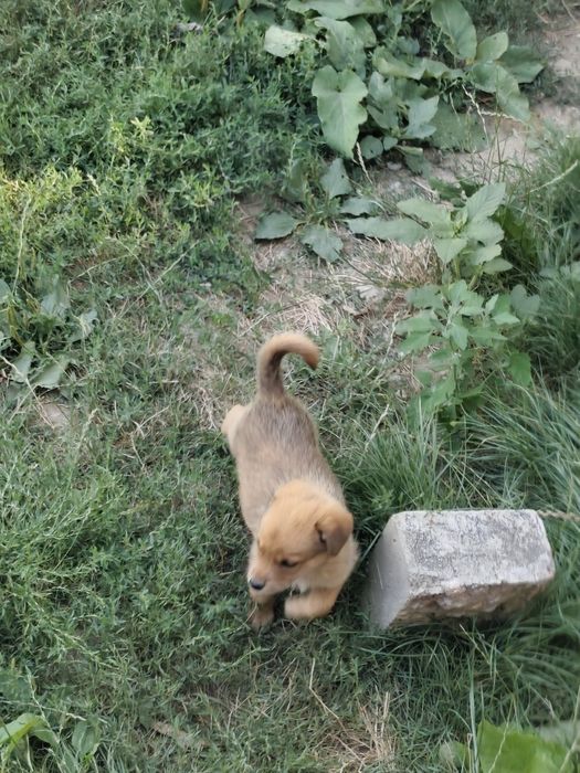 Spre adopție 2 căței masculi