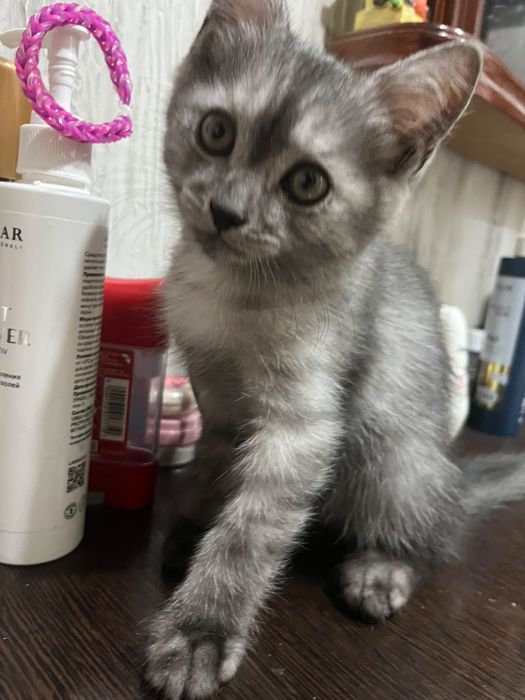 Продам шотландских котят.
