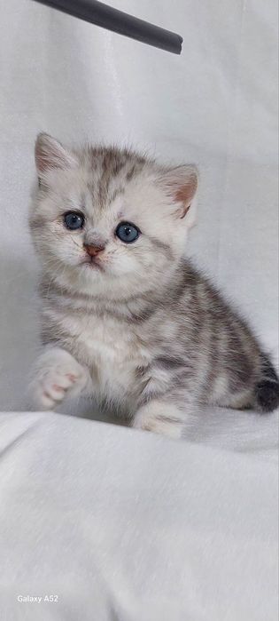 Продам шикарного котёнка