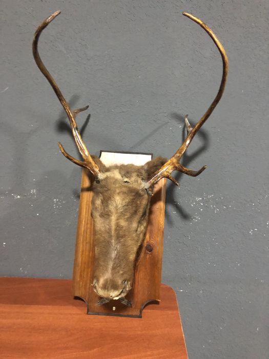 Продаю чучола оленя