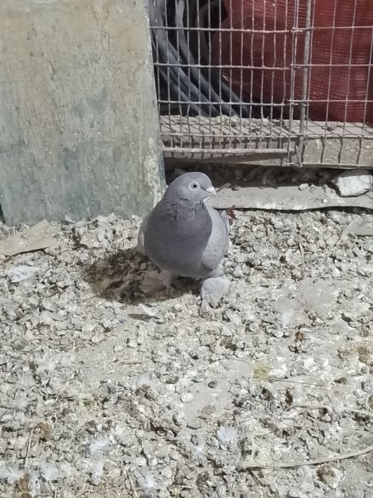 Продам голубей звоните