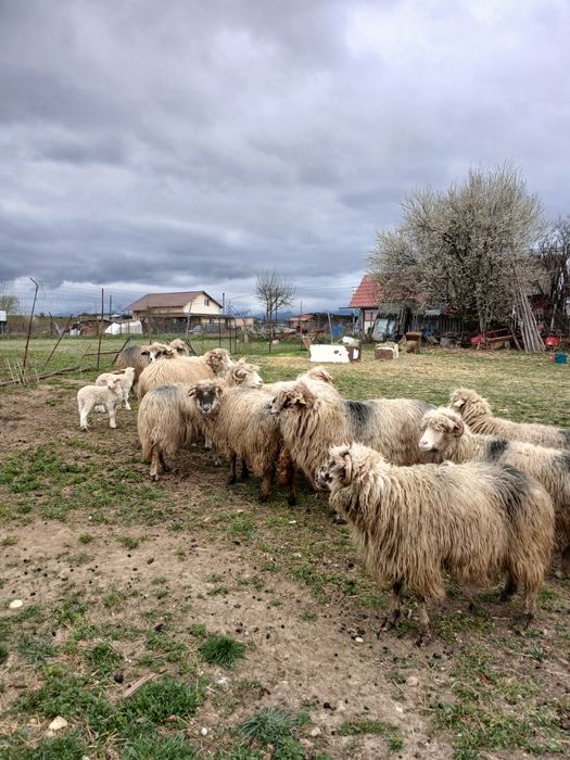 Vând oi bine îngrijite