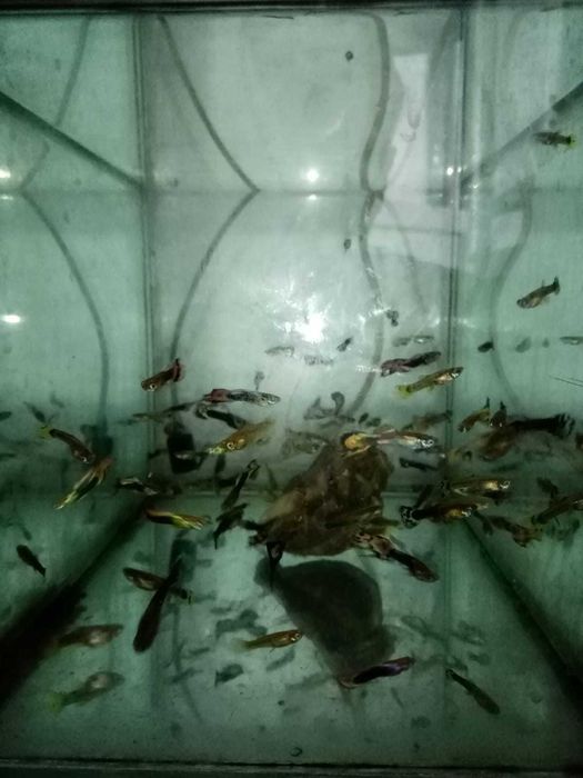 Pesti de acvariu Guppy