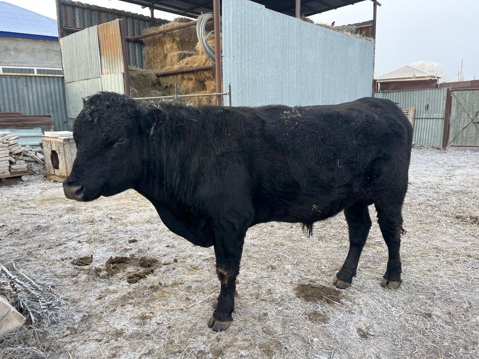 Ангус бука сатылады