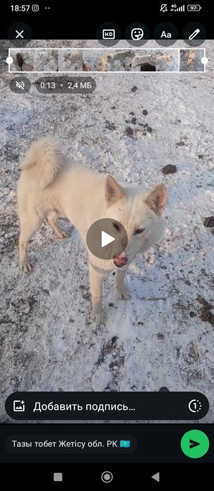 Лайка сатылады еркек