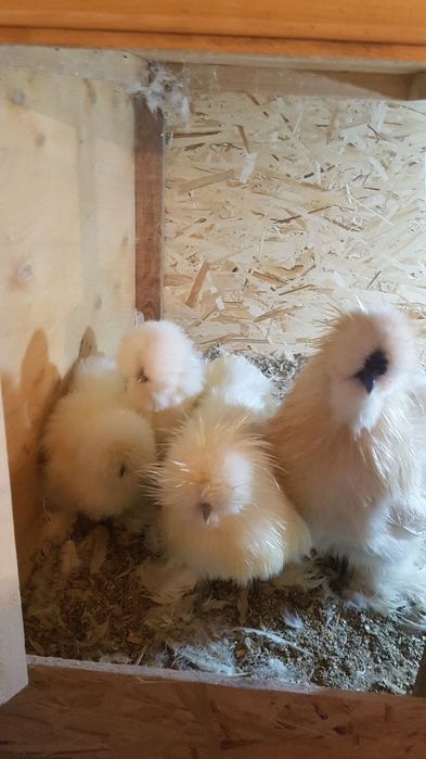 Американский шолк товуклари сотилади