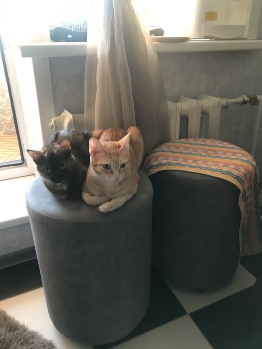 Отдам в добрые руки кота и кошечеку