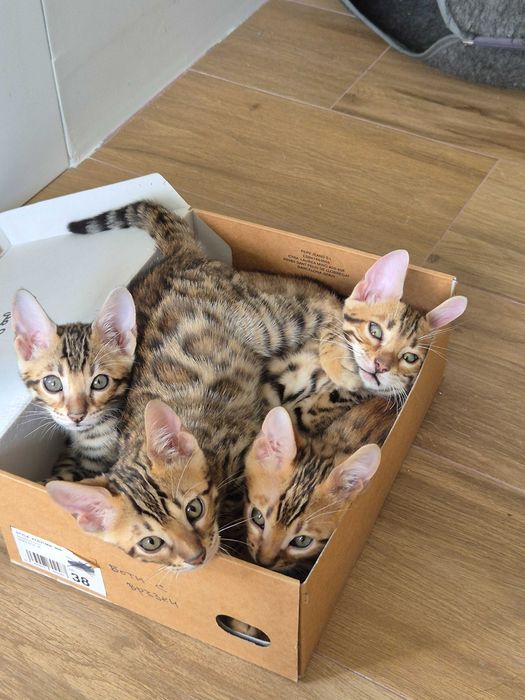 Бенгалски котенца