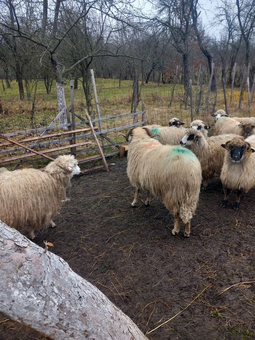 Vand  9 oi și un berbec
