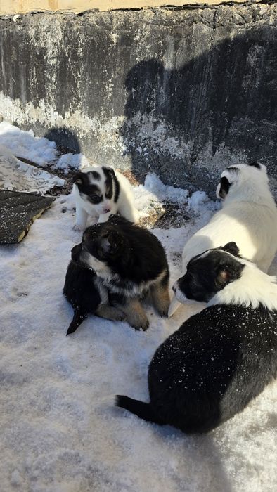 Щенки бесплатно.