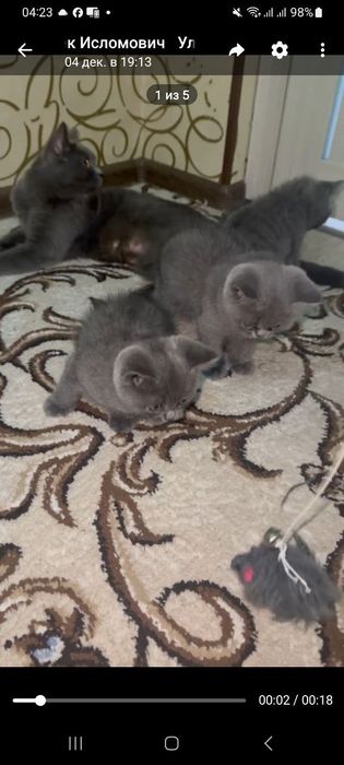 Mushuk sotiladi Britanskiy