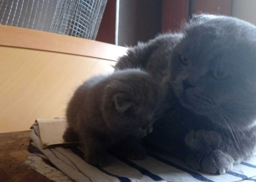 Приглашаем на вязку девочек породы скоттиш страйт