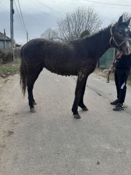 Noatin de 2 ani pus la ham