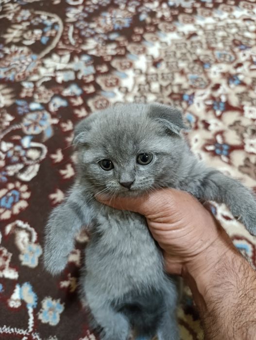 Mushukchalar sotiladi