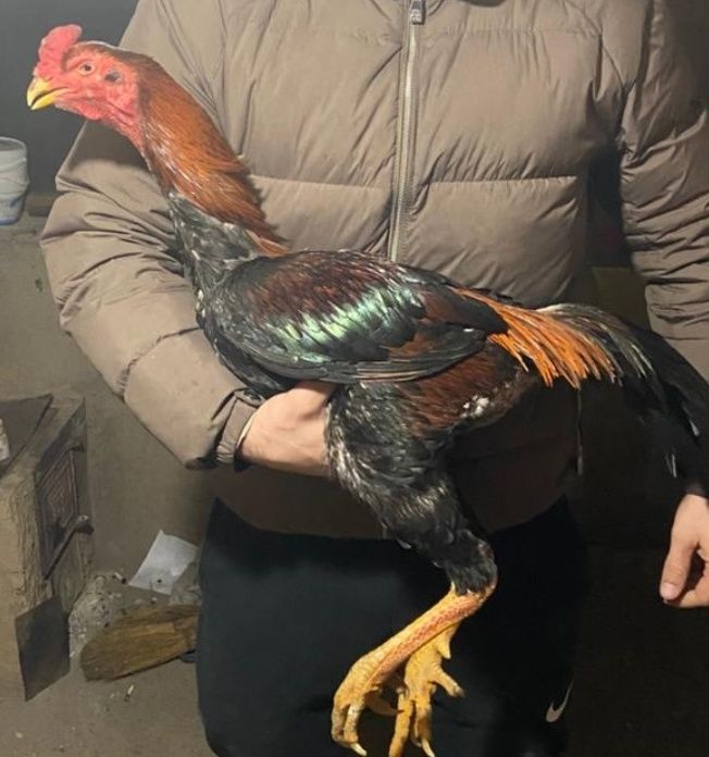 Продам дакана 5кг