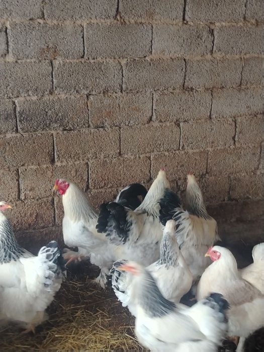 Брама қораз сатылады!