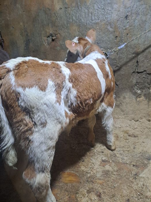 Sugari băltată si angus.