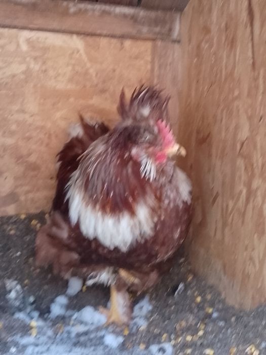 Strumsky moțate cocoș!!!