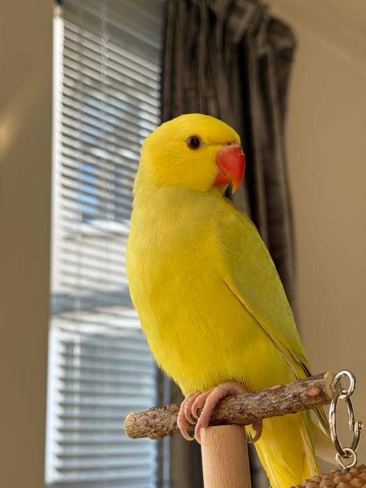 Papagali vorbitori pui blanzi Micul Alexandru Alexander