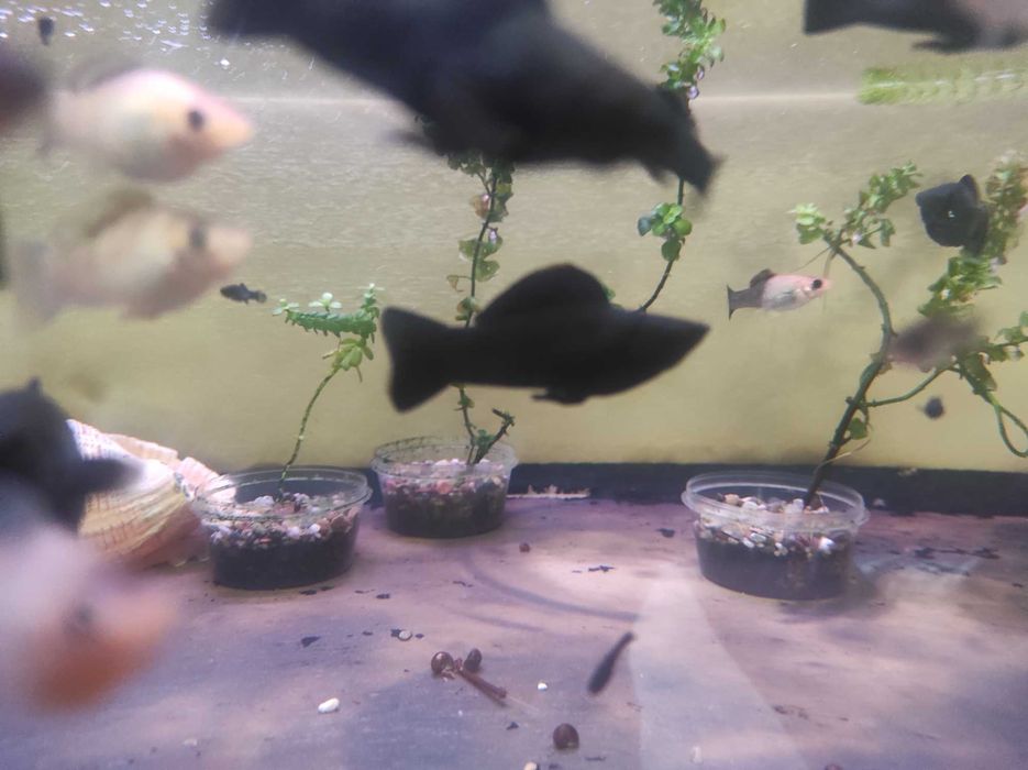 Молинезии велиферы