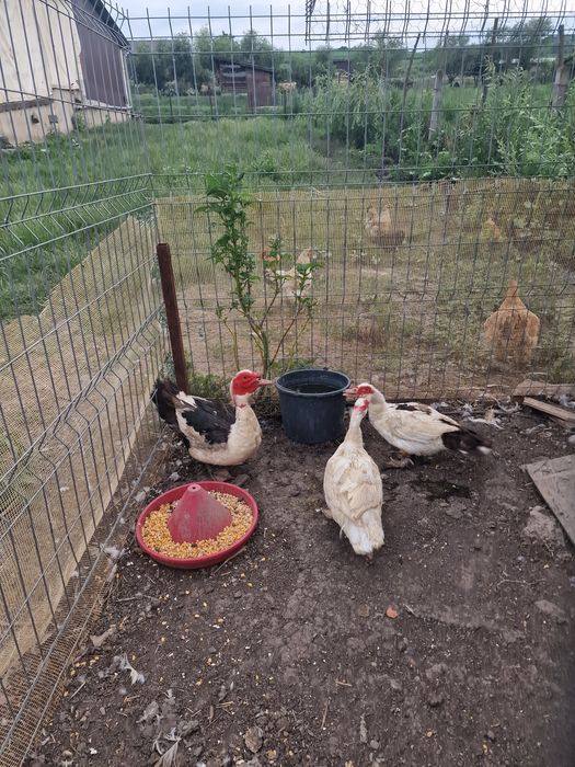 Vând rațe mute tinere,2rațe și  un rățoi!