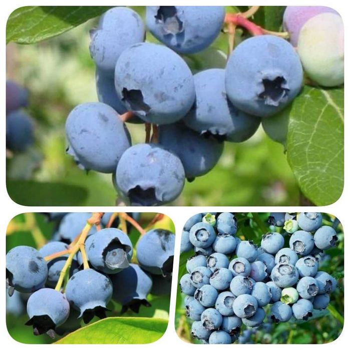 Голубика саженцы