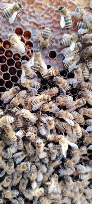 Familii albine de vânzare