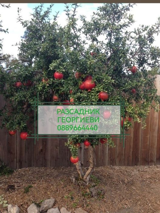 Мини (колонни) овощни дръвчета