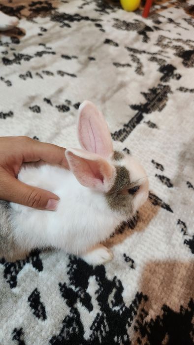 Quyonchalar.srochna sotiladi