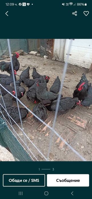 Яйца от Катунски кокошки и Черен Австралорп