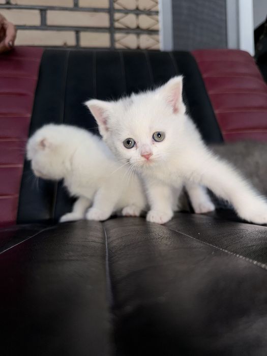Породистая кошка