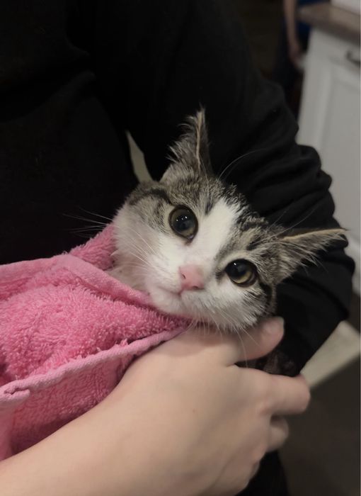 котенок в добрые руки