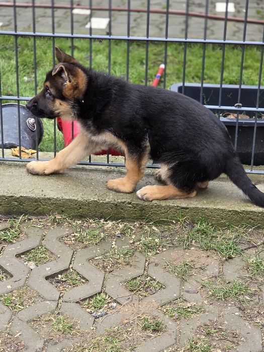 Ciobanesc german fetita cu pedigree