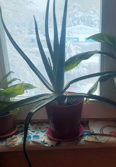 Prodam Aloe Vera