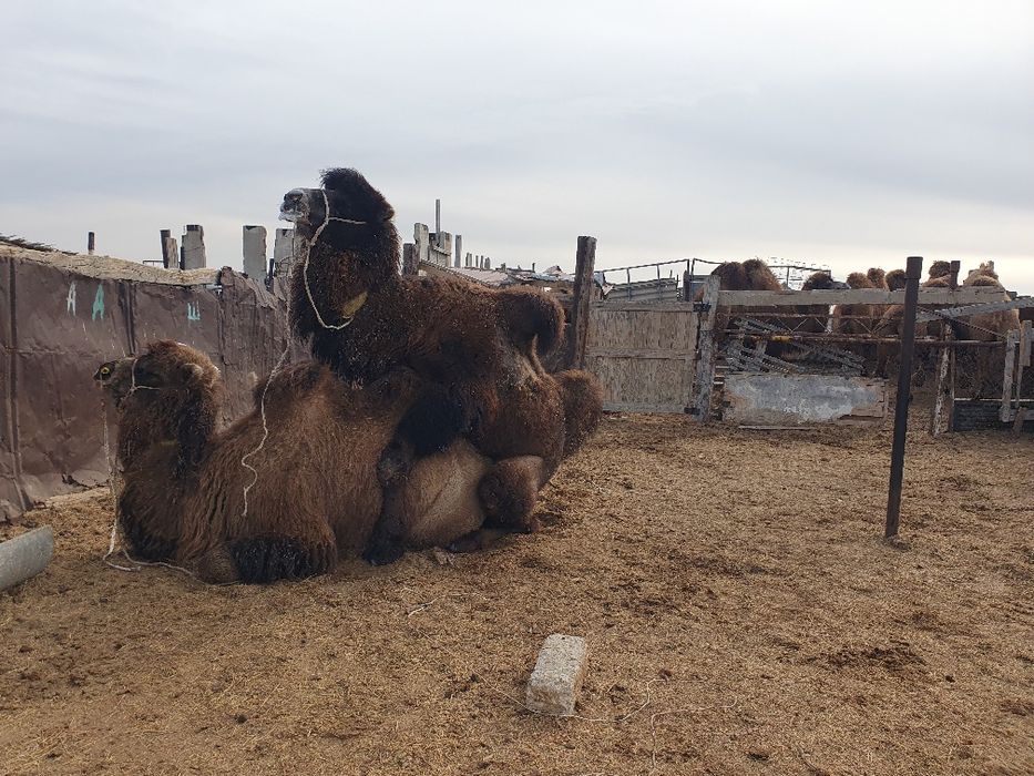 Бура бар, түйе шөгеруге