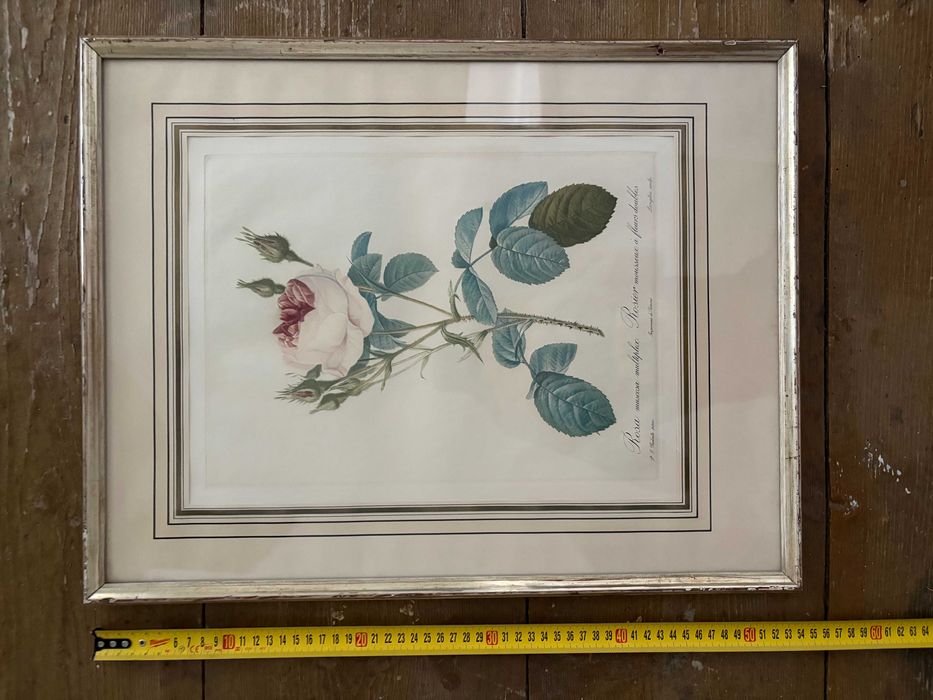 Print oficial La Redoute 3-a editie sec 19 trandafir alb rar