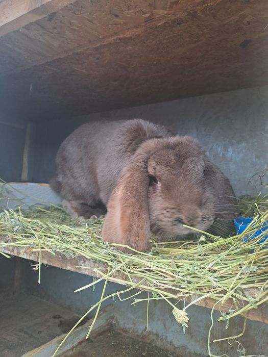 Vând iepuri Berbec german