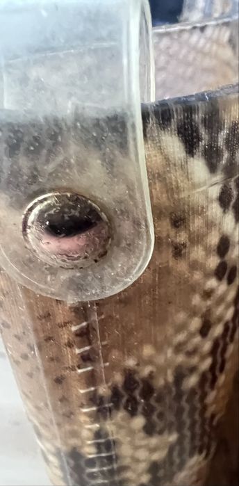 Cizme de cauciuc F&F