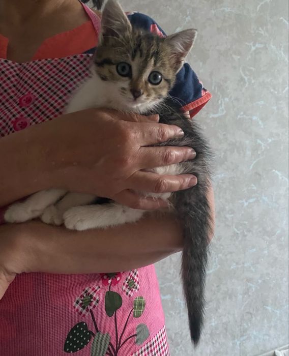 Отдам котенка в добрые руки