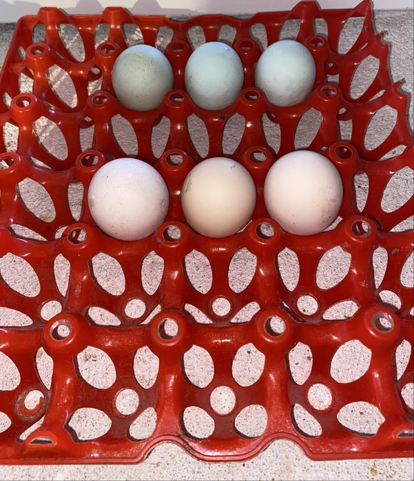 Oua araucana si australorp pentru incubat