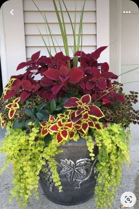 Gazon lanshaft palif hizmatlari bor joyiga qarab kelishgan holda