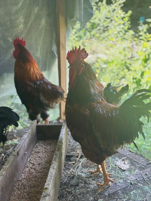 Продажа Кученских петухов.