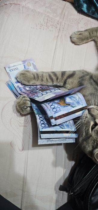 Кошка Американская